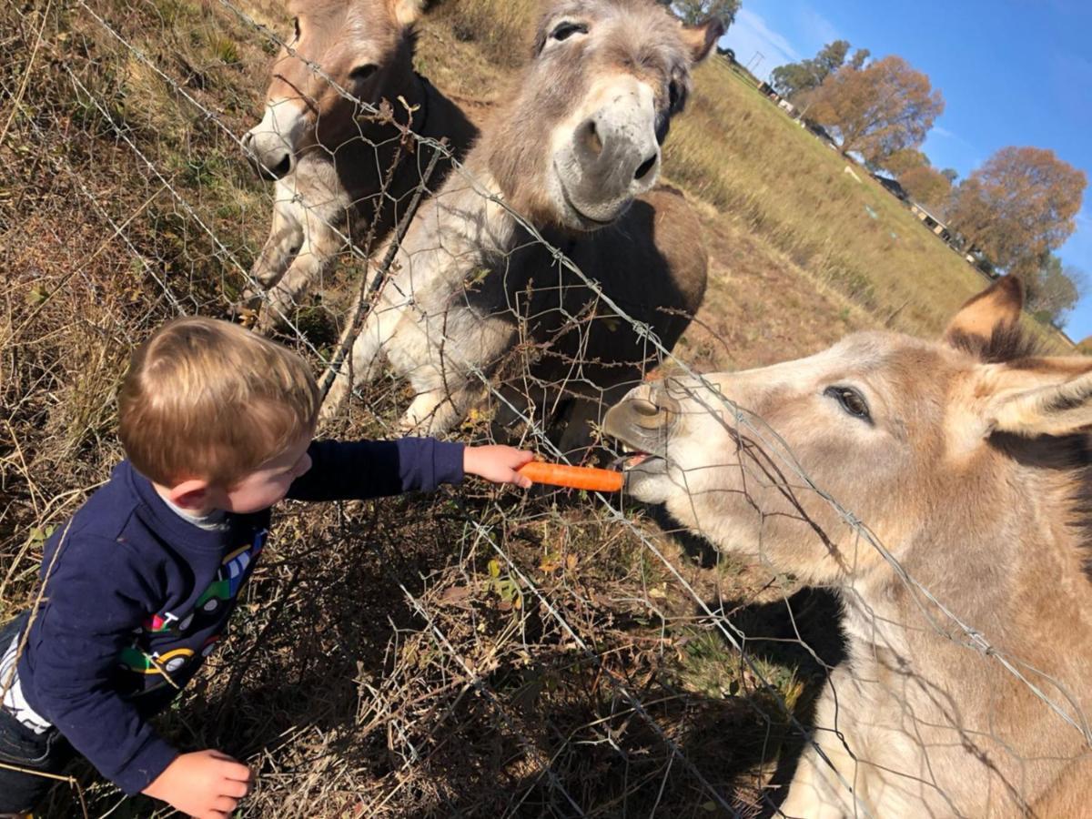 Blackbrook Farm Underberg Eksteriør billede